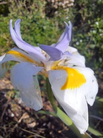 Dietes grandiflora serrated nectar guide tip